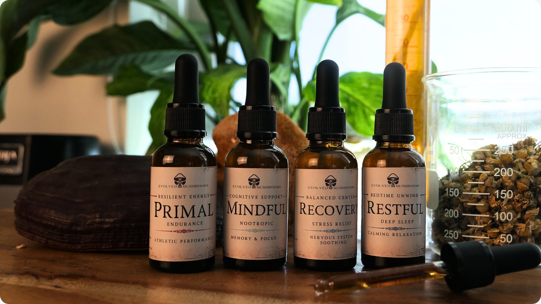 Evolved Mushrooms tincture collection: Primal, Mindful, Recover and Restful blends on a sunlit table