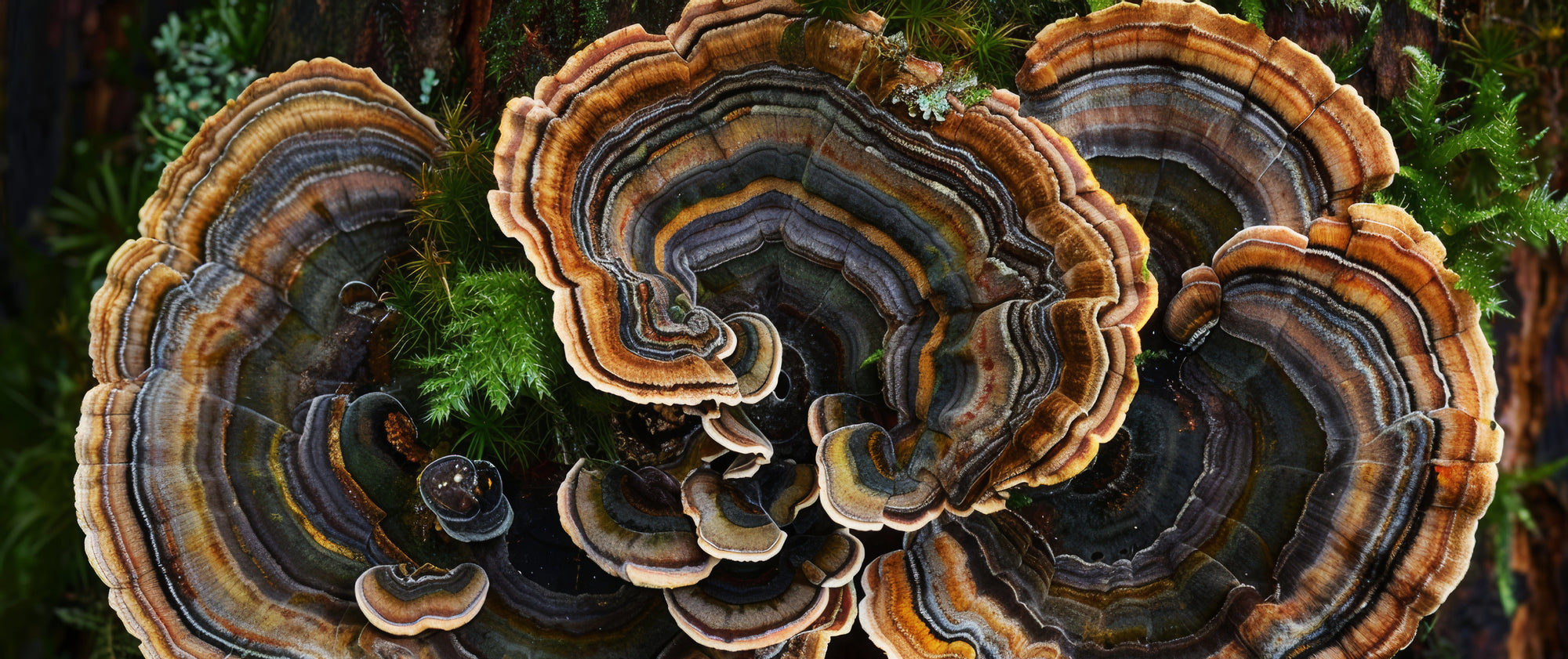 Functional Mushrooms