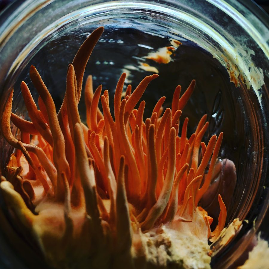 Cordyceps militaris