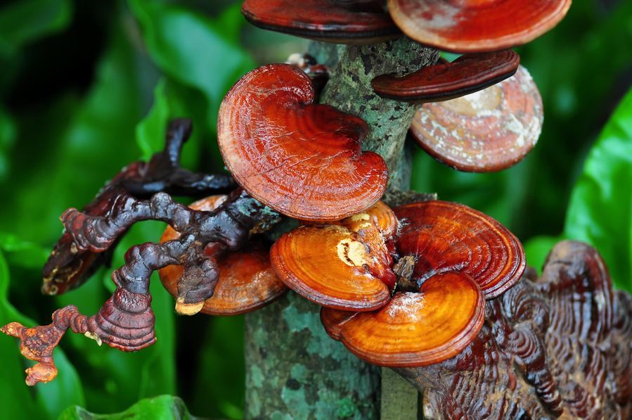 Ganoderma lucidum (Reishi) mushroom