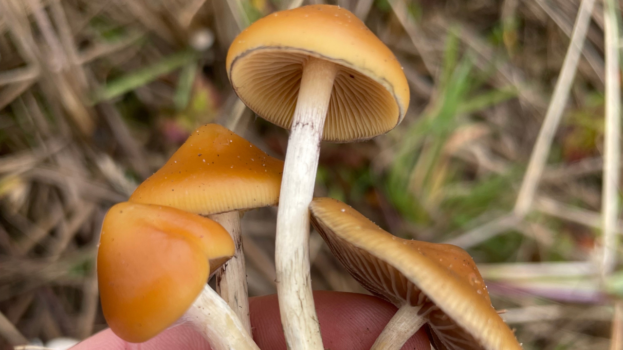 
                  
                    Alchemy of the Harvest Admission (Nov. 8th & 9th)
                  
                